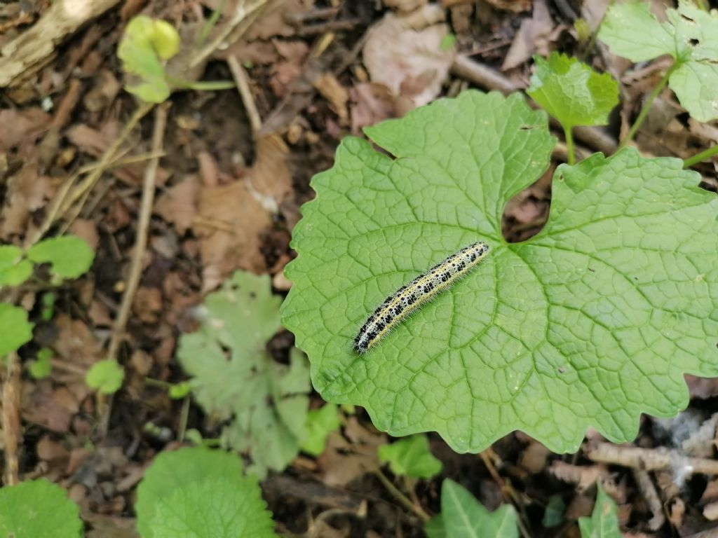 Bruco di Pieris brassicae? - S